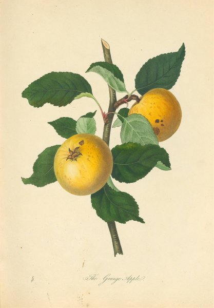 Main Product Photo of Grange Apple  Painting by Thomas Andrew Knight