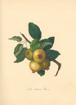 Holmore Pear by Thomas Andrew Knight Oil Painting