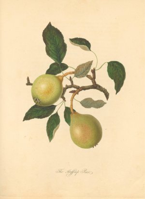 Huffcap Pear by Thomas Andrew Knight Oil Painting