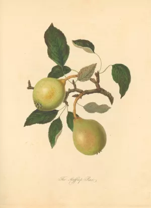Huffcap Pear by Thomas Andrew Knight Oil Painting