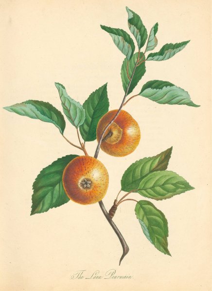 Main Product Photo of Loan Pearmain  Painting by Thomas Andrew Knight