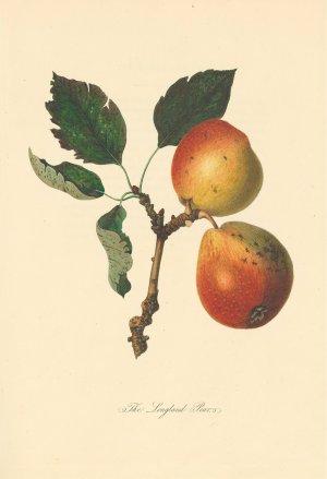Longland Pears by Thomas Andrew Knight Oil Painting