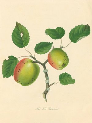 Old Pearmain by Thomas Andrew Knight Oil Painting