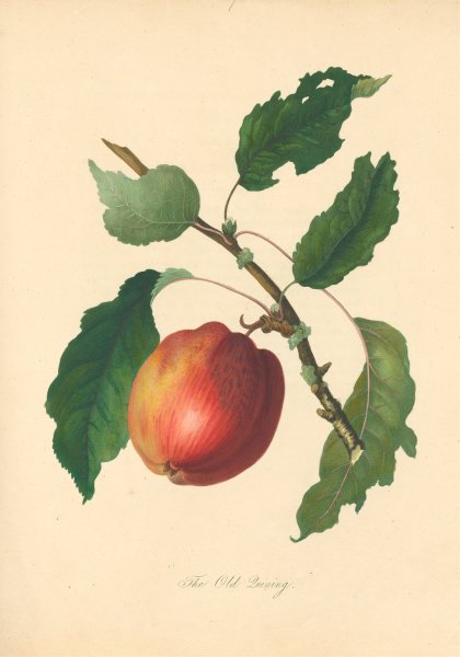 Main Product Photo of Old Quining  Painting by Thomas Andrew Knight