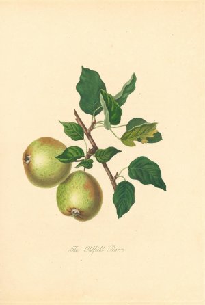 Oldfield Pear by Thomas Andrew Knight Oil Painting