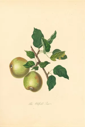 Oldfield Pear by Thomas Andrew Knight Oil Painting