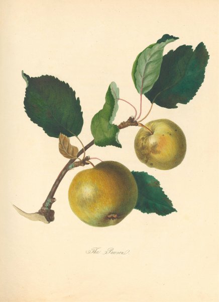 Main Product Photo of Pawsan  Painting by Thomas Andrew Knight