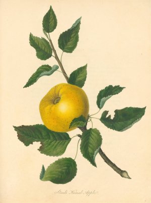 Stead's Kernel Apple by Thomas Andrew Knight Oil Painting
