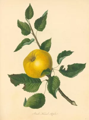 Stead's Kernel Apple by Thomas Andrew Knight Oil Painting