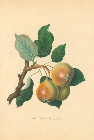 Teinton Squash Pear by Thomas Andrew Knight Oil Painting