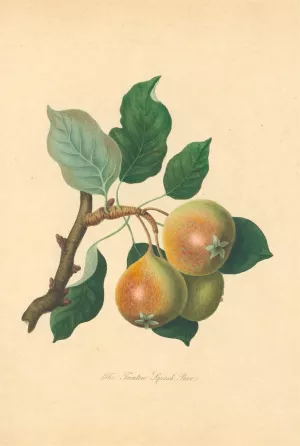 Teinton Squash Pear by Thomas Andrew Knight Oil Painting