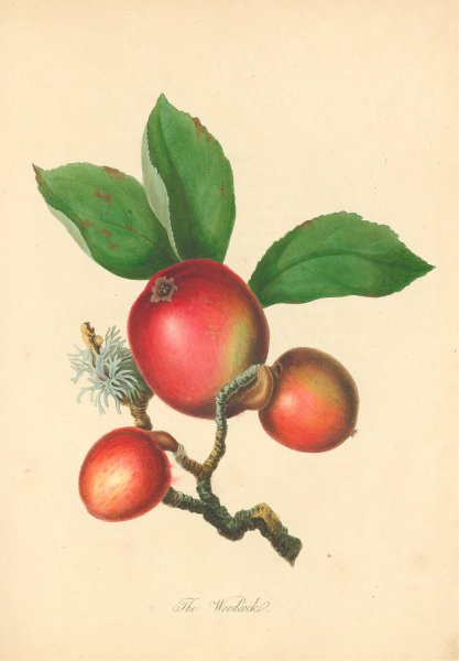 Main Product Photo of Woodcock  Painting by Thomas Andrew Knight