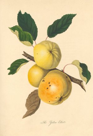 Yellow Elliot by Thomas Andrew Knight Oil Painting