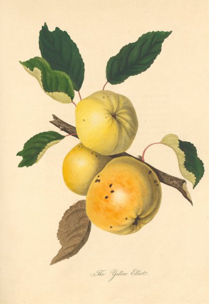 Main Product Photo of Yellow Elliot  Painting by Thomas Andrew Knight