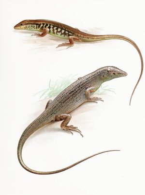 Leiolopisma pullum Barbour and Dasia Smaragdinum Oil painting by Thomas Barbour