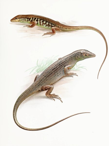 Leiolopisma pullum Barbour and Dasia Smaragdinum  by Thomas Barbour - Hand-Painted Oil Painting Reproduction