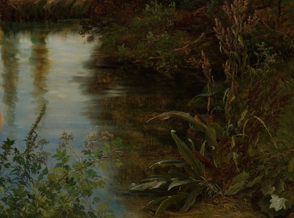 Study of Water and Plants  by Thomas Fearnley - Hand-Painted Oil Painting Reproduction