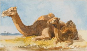 Two Camels by Thomas Hartley Cromek Oil Painting