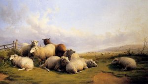 Sheep In An Extensive Landscape