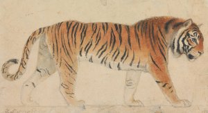 A Tiger by Thomas Stothard Oil Painting