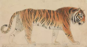 A Tiger by Thomas Stothard Oil Painting