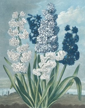 Hyacinths by Thomas Warner Oil Painting