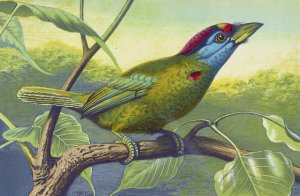 Blue Cheeked Barbet by Thomas Waterman Wood Oil Painting