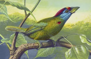 Blue Cheeked Barbet by Thomas Waterman Wood Oil Painting