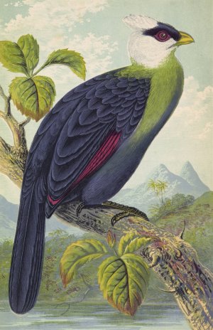 Corythaix Leucolopha by Thomas Waterman Wood Oil Painting