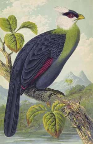 Corythaix Leucolopha by Thomas Waterman Wood Oil Painting