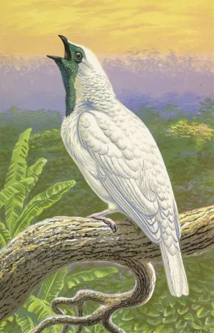 Naked-Throated Cotinga by Thomas Waterman Wood Oil Painting