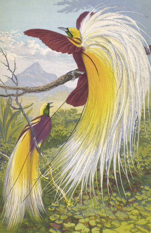 Paradisea Papuana by Thomas Waterman Wood Oil Painting