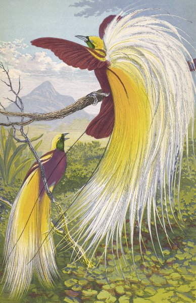 Paradisea Papuana  by Thomas Waterman Wood - Hand-Painted Oil Painting Reproduction