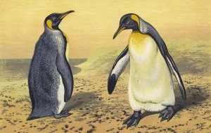 The King Penguin by Thomas Waterman Wood Oil Painting