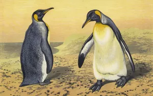 The King Penguin by Thomas Waterman Wood Oil Painting