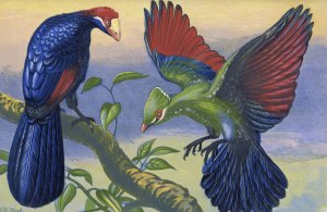 Violet Plantain Eater and White Crested Turacu by Thomas Waterman Wood Oil Painting