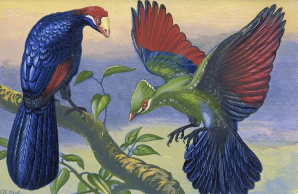 Violet Plantain Eater and White Crested Turacu  by Thomas Waterman Wood - Hand-Painted Oil Painting Reproduction