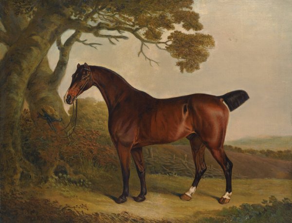 Main Product Photo of A bay horse tethered to a tree in a landscape Painting by Thomas Weaver