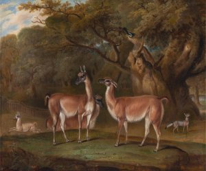 Llamas and a fox in a wooded landscape by Thomas Weaver Oil Painting