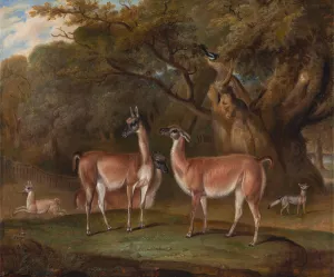 Llamas and a fox in a wooded landscape by Thomas Weaver Oil Painting