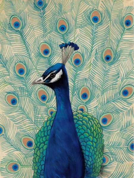 Main Product Photo of Blue Peacock II Painting by Tim O'Toole