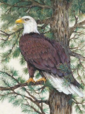Eagle in the Pine by Tim O'Toole Oil Painting