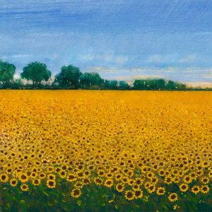 Field of Sunflowers I by Tim O'Toole Oil Painting