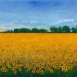 Field of Sunflowers II by Tim O'Toole Oil Painting