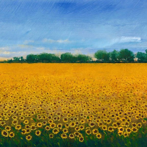 Field of Sunflowers II by Tim O'Toole - Hand-Painted Oil Painting Reproduction