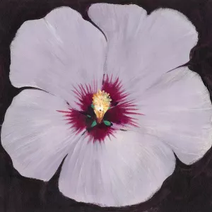 Hibiscus Portrait II by Tim O'Toole Oil Painting