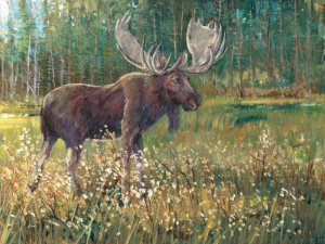 Moose in the Field by Tim O'Toole Oil Painting