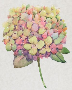 Multicolor Floral II by Tim O'Toole Oil Painting