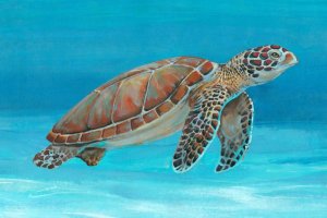 Ocean Sea Turtle I by Tim O'Toole Oil Painting