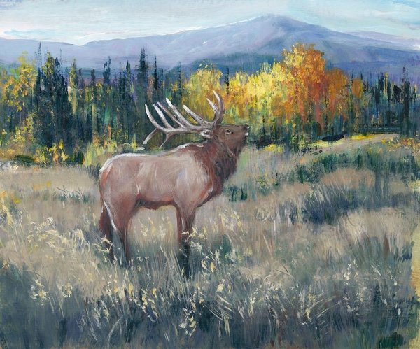 Main Product Photo of Rocky Mountain Elk II Painting by Tim O'Toole